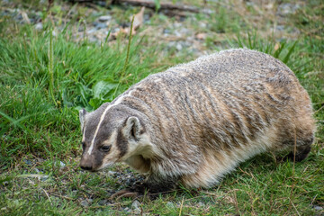 Naklejka premium Capture the essence of North America's untamed wilderness with this stunning close-up image of an American Badger in its natural habitat.