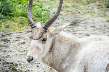In this captivating image captured within the confines of a zoo enclosure, a majestic white antelope animal sits regally, embodying grace and tranquility.
