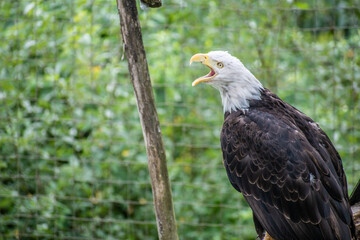 This captivating image captures the essence of the iconic bald eagle bird in all its majestic glory.