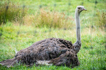 In this captivating image, an ostrich bird is depicted sitting regally within the confines of a zoo enclosure.