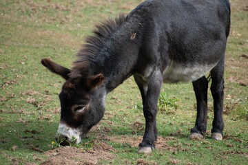 In this serene image, a majestic black donkey stands gracefully and peacefully grazes on the tender blades of grass.
