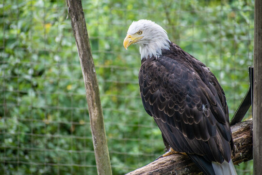 This captivating image captures the essence of the iconic bald eagle bird in all its majestic glory.