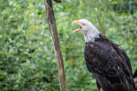 This captivating image captures the essence of the iconic bald eagle bird in all its majestic glory.