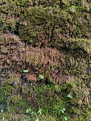 moss on stone