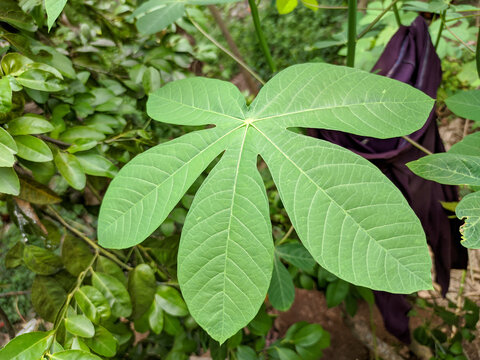 A close-up photo of a cassava leaf unveils its remarkable details.