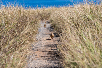 Dry dirt trail through a Seabird Nesting Preserve leading to a Pacific Ocean viewpoint, Erckel's Francolin  birds on tail, protected environment for birds with hiking trails for people, birdwatching i