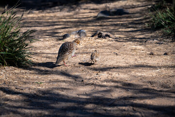 Brown Erckel's Francolin hen walking down a dirt trail with a spring chick in a Seabird Nesting Preserve, protected habitat for birds with hiking trails for people, birdwatching in Wailea-Makena, Maui