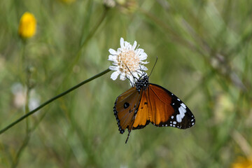 Close-up shot of African Monarch butterfly
