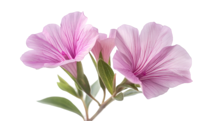 Soft Serenity: Two Pink Flowers in Tranquil Embrace