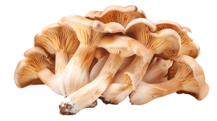 Velvety Mushroom Cluster in Mysterious Forest