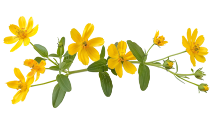 Yellow Daisy Branch in Full Bloom: A Touch of Nature