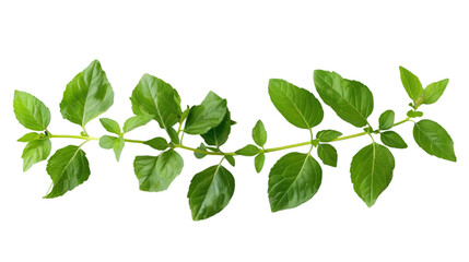 Close-Up Beauty: Serene Greenery in a Pot