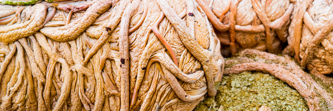 organic structure texture root pile vegetal plant wood ecology old web