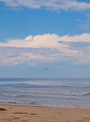 Seagull Flying in Cloudy Sky Over Waves at Beach