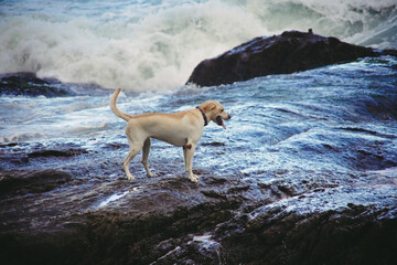 dog on the beach in Rio de Janeiro
