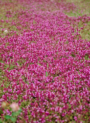 Naklejka premium Wild Thyme in Bloom Up Close