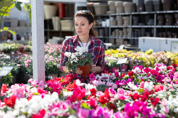 Adult woman buyer chooses cyclamen in pot in flower shop