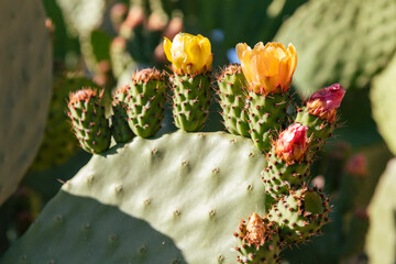 Detalle de una chumbera, opuntia ficus, a finales de primavera con flores y frutos