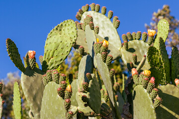 Detalle de una chumbera, opuntia ficus, a finales de primavera con flores y frutos