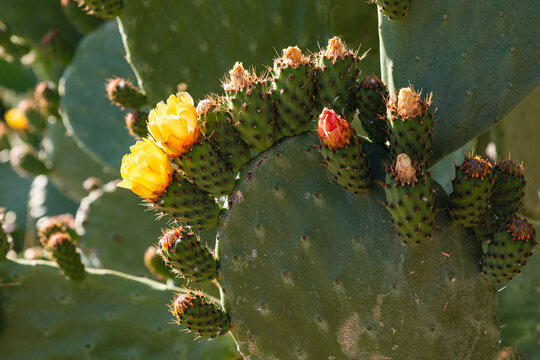 Detalle de una chumbera, opuntia ficus, a finales de primavera con flores y frutos