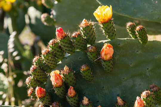 Detalle de una chumbera, opuntia ficus, a finales de primavera con flores y frutos