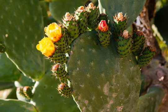 Detalle de una chumbera, opuntia ficus, a finales de primavera con flores y frutos