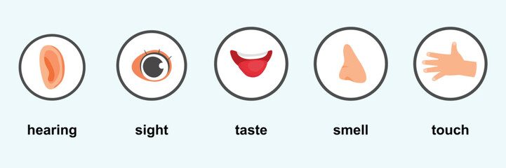 Five senses body parts posters with icons representing hearing, sight, taste, smell, touch as human body anatomy