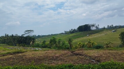 Obraz premium Bali Island : landscape with trees