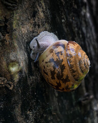 Snail crawling on a tree