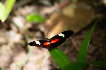 The Postman Butterfly is native to Central and South America. It has black wings with striking red and yellow bands, a slow flight, feeds on nectar and pollen, and exhibits mimicry for defense.