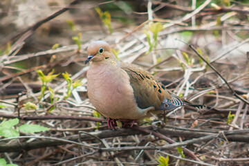 The Mourning Dove (Zenaida macroura) is a medium-sized, grayish-brown bird with a long, tapered tail. Its mournful cooing is a familiar sound in North America.