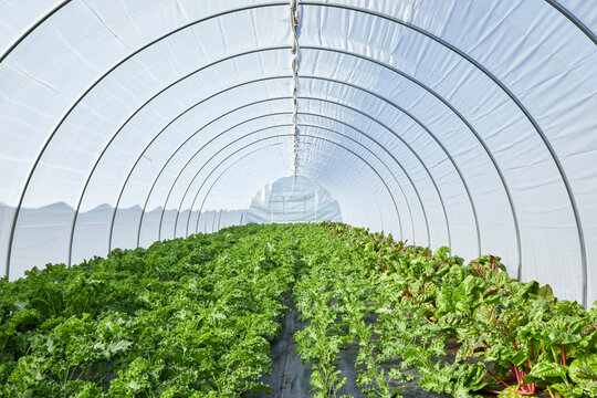 Kale and Swiss Chard Growing in a Lettuce Tunnel