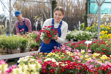 Girl flower shop worker change arrangement of pots with multicolored garden chamomile and improve...