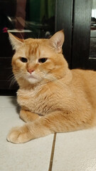 ginger tabby cat mixed Persian breed posing for the camera