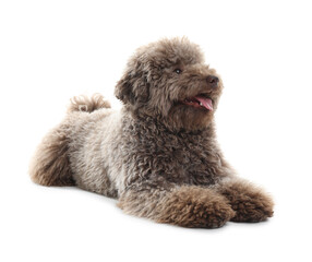 Cute Toy Poodle dog on white background