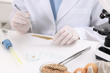 Quality control. Food inspector examining wheat spikelet in laboratory, closeup