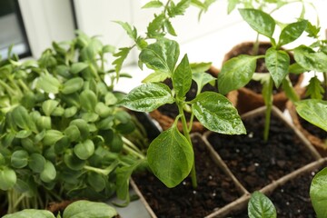 Many wet seedlings growing in pots on window sill, closeup