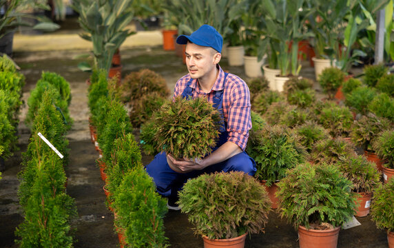 Professional male gardener caring for a plant Thuja occidentalis in pots in glasshouse