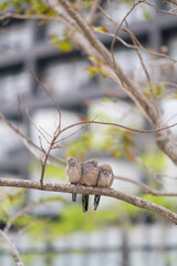 The birds are sitting on the tree together