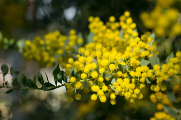 Australian acacia cultriformis bright yellow flowers. High quality photo