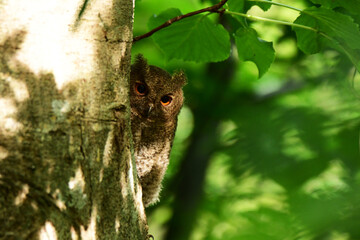木陰からこちらの様子をうかがうオオコノハズクの幼鳥