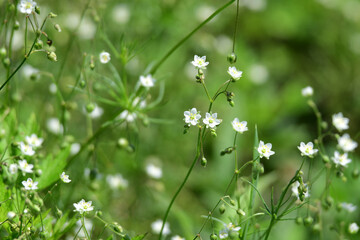 ノハラツメクサ