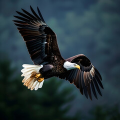 Obraz premium bald eagle in flight