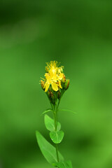 咲き始めのオトギリソウ