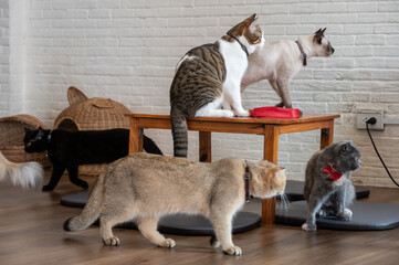 Group of cats in cat cafe. Cat cafe are a type of coffee shop where patrons can play with cats that roam freely around the establishment.