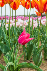 チューリップ畑のかわいいピンクのチューリップ一輪