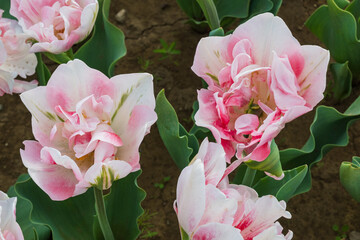 ピンク色の可愛いチューリップ