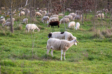 sheeps and dog of the Pyrenean Mountain Dog