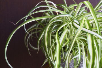 鉢植えのオリズルラン