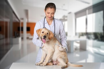 Veterinarian doctor with friendly small dog in the clinic